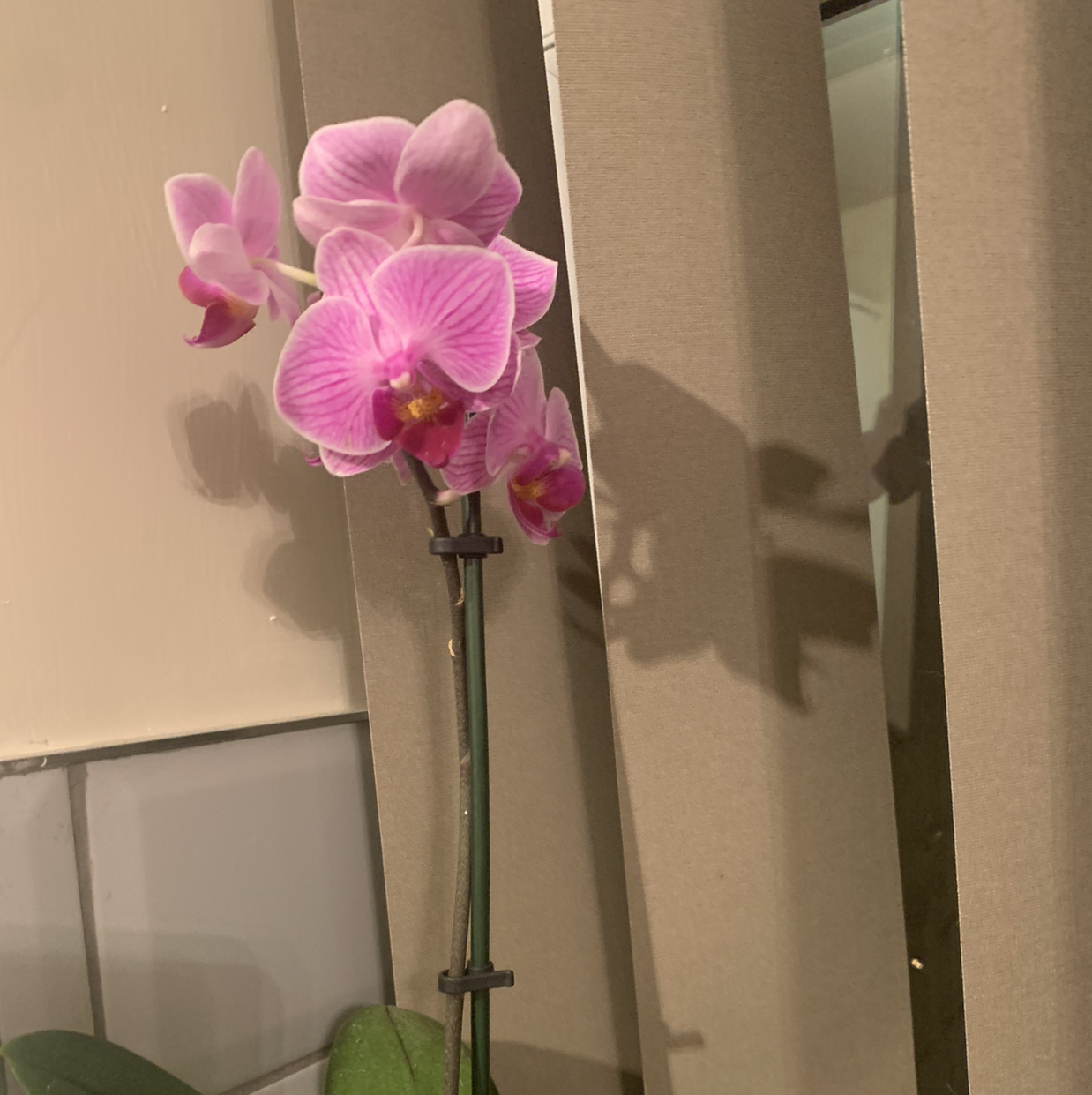 Photo of the plant species phalaenopsis orchid by Tia named Orchid on Greg, the plant care app
