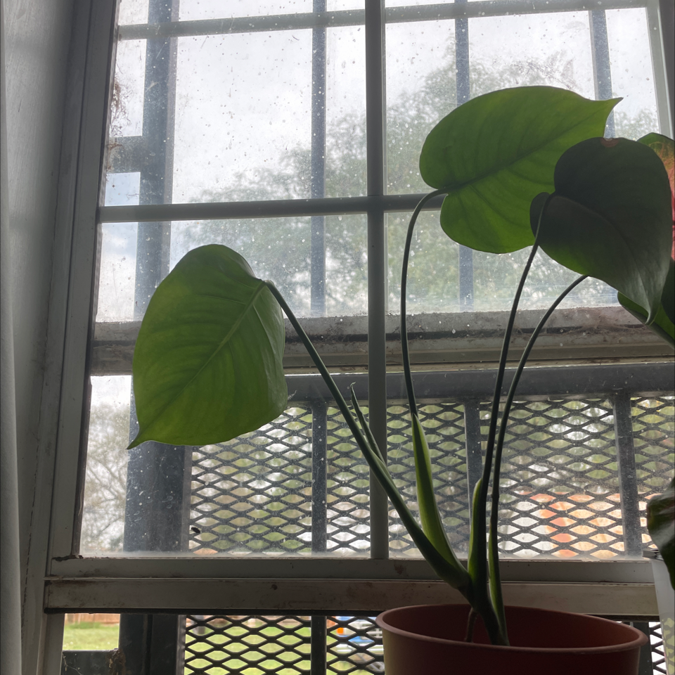 Monstera plant photo by Cassi named Megan Thee Monstera on Greg, the plant care app.