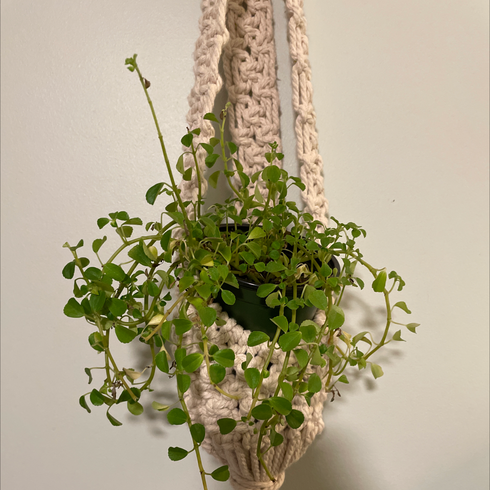 Baby's Tears plant photo by @Jillianshortridge named Babygirl on Greg, the plant care app.