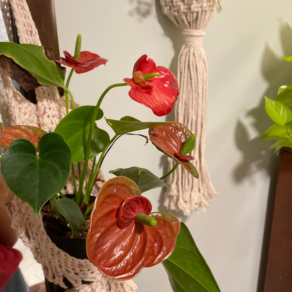 Painter's Palette plant photo by @Jillianshortridge named Fleur on Greg, the plant care app.