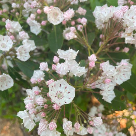 Photo of the plant species Calico Bush by Jillianshortridge named Your plant on Greg, the plant care app