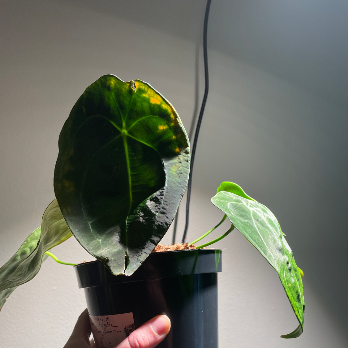 ⚠️ What Should I Do When Anthurium forgetii Leaves Turn Yellow?
