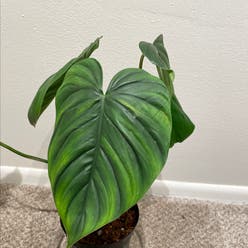 Silver Columbia Philodendron plant