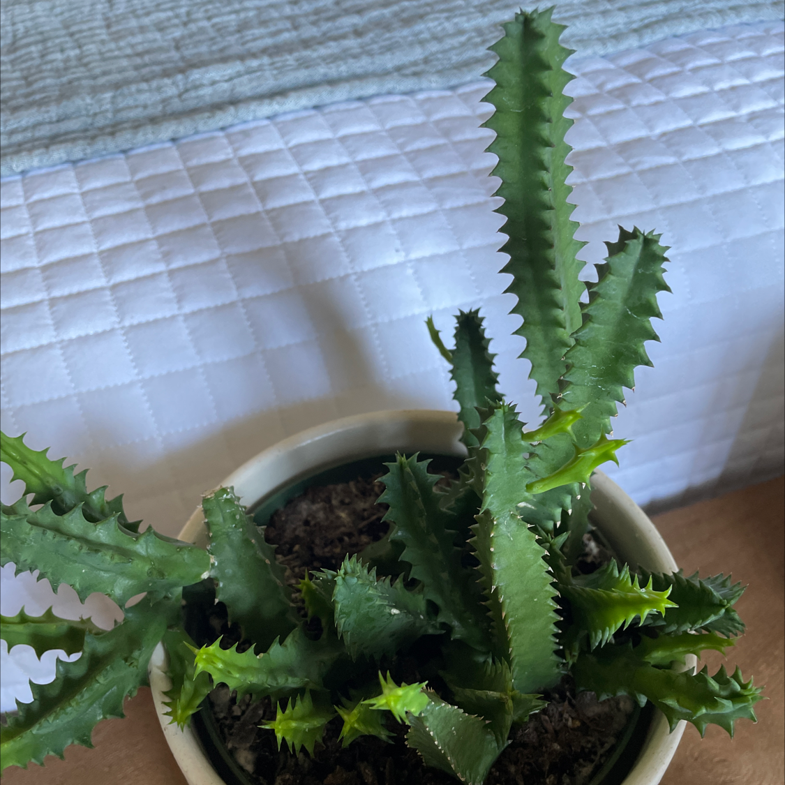 Lifesaver Cactus in a pot with visible soil, healthy green stems, well-framed and in focus.