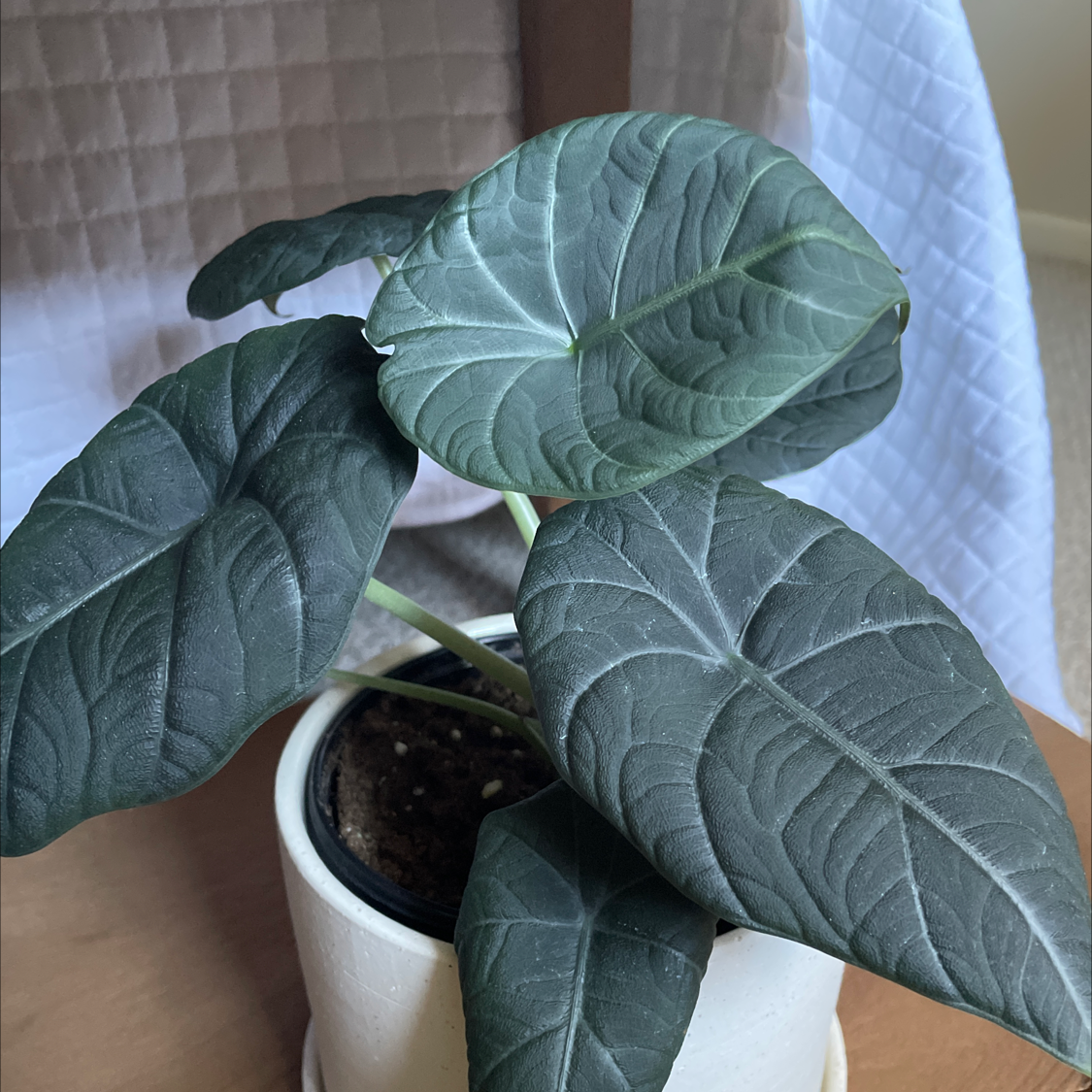 Healthy Alocasia 'Maharani' plant with dark green, textured leaves in a white pot.