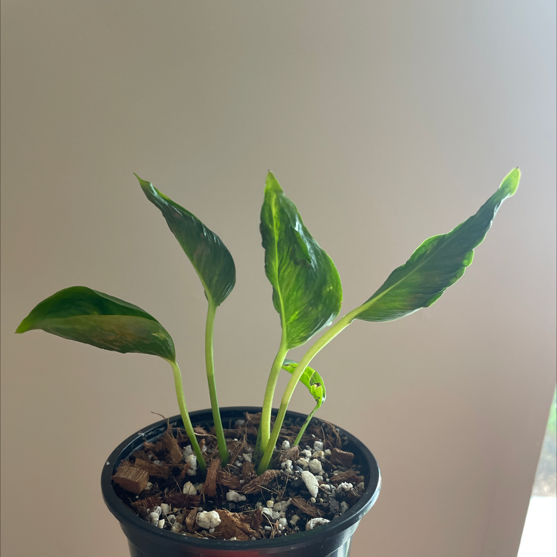 Pothos 'Shangri La' plant in a pot with healthy green leaves.