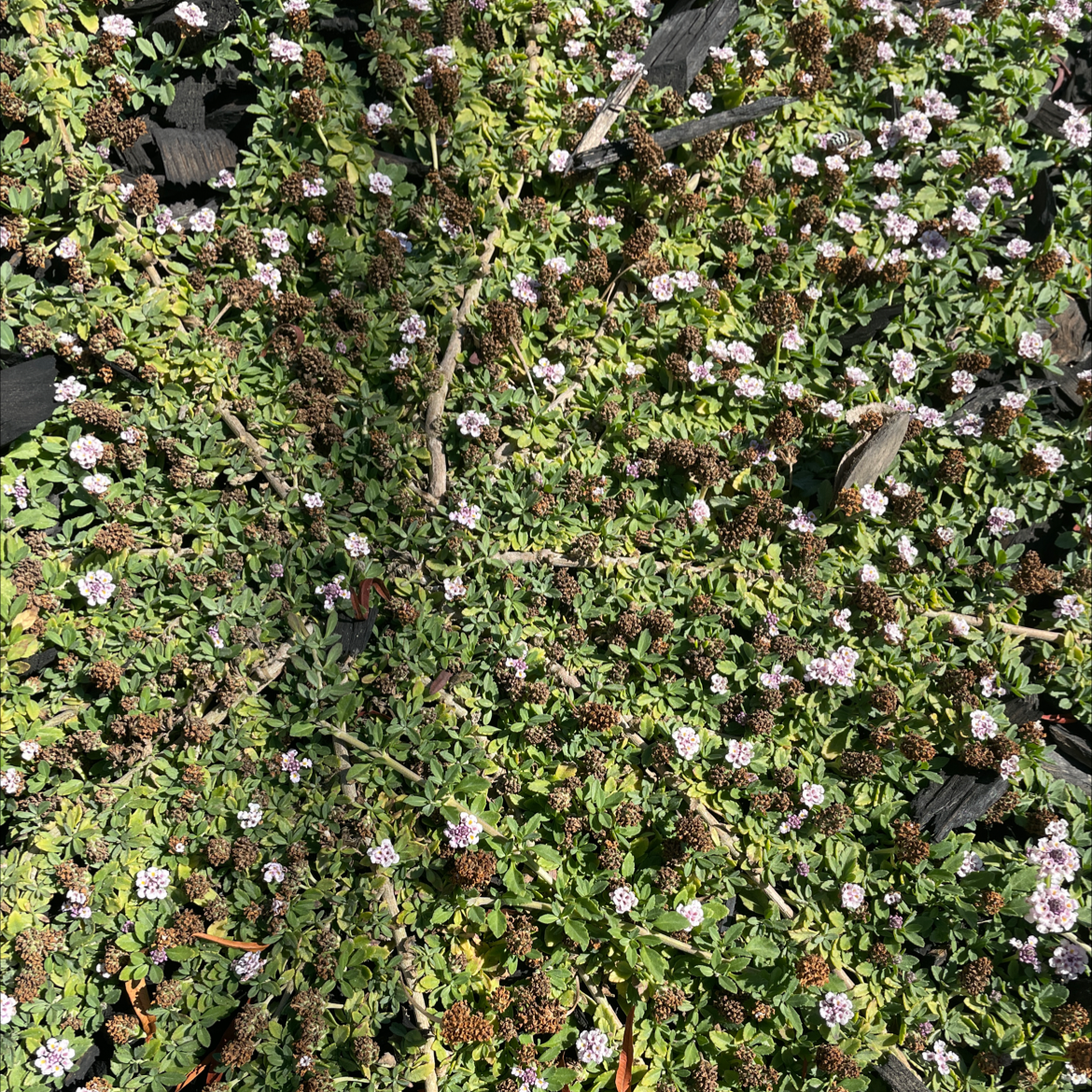 Photo of the plant species Turkey Tangle Fogfruit by Valerie named Vines on Greg, the plant care app