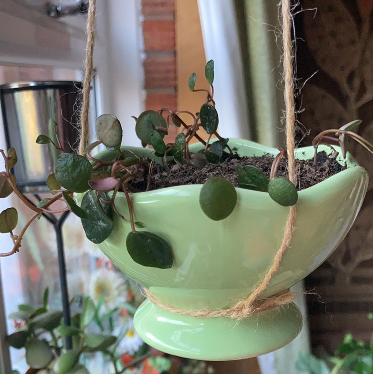 Peperomia 'Pepperspot' plant in a hanging pot with visible soil, healthy green leaves.