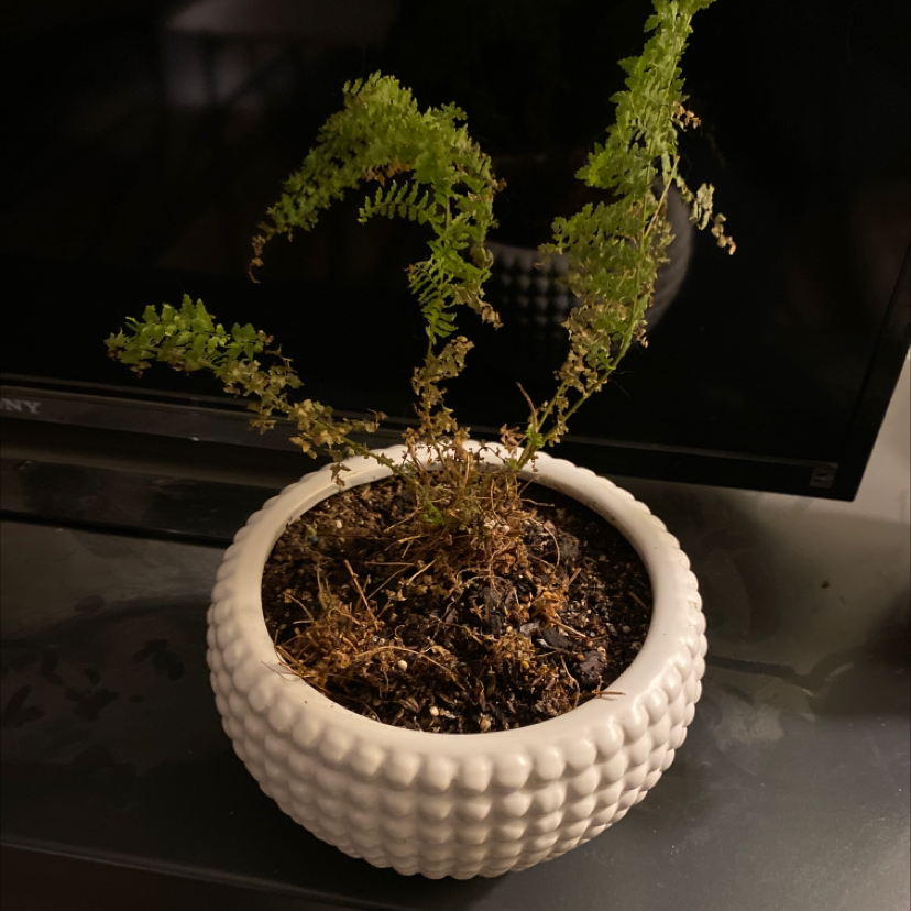 Leatherleaf Fern in a white textured pot with some brown and dry fronds.