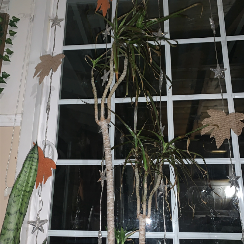 Dragon Tree plant photo by @emmamars named Willow on Greg, the plant care app.