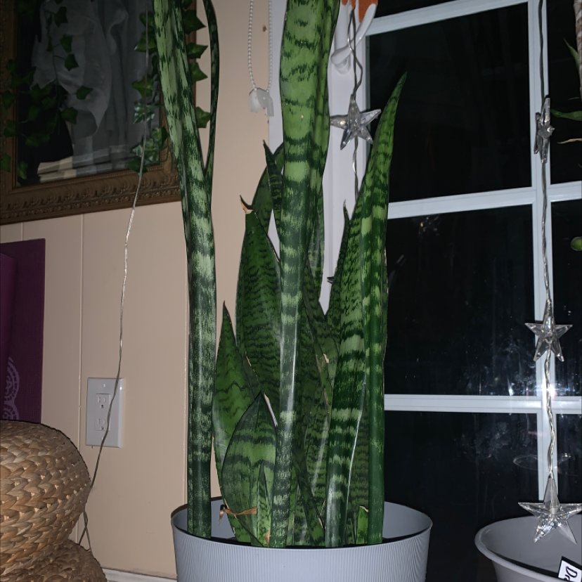 Snake Plant plant photo by @emmamars named Marley on Greg, the plant care app.