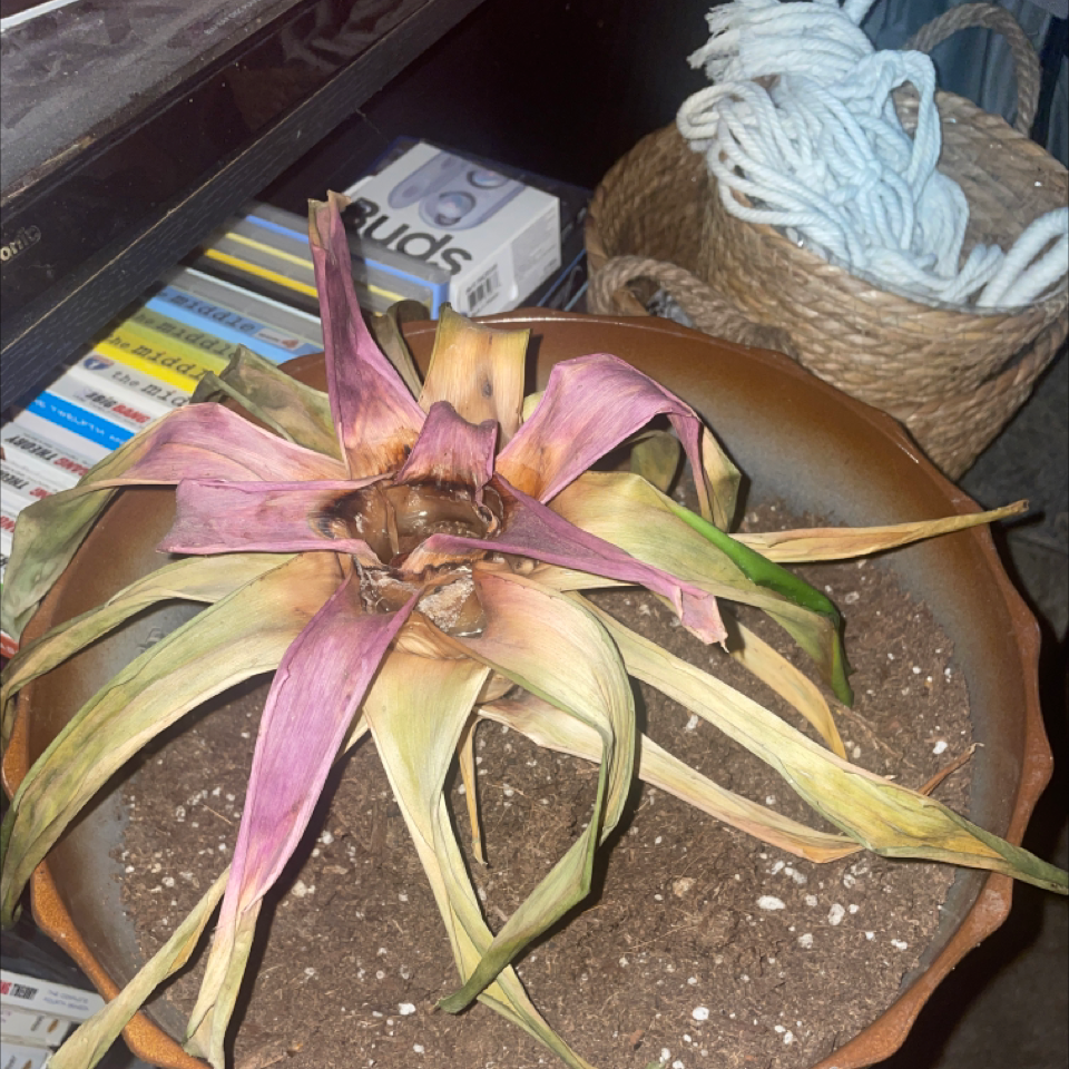 Bromeliad plant with significant leaf discoloration, potted with visible soil.