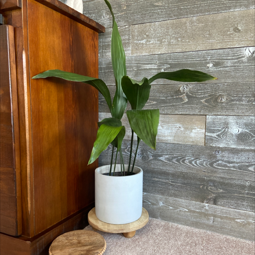 Cast Iron Plant in a white pot on a wooden stand indoors against a wooden wall.
