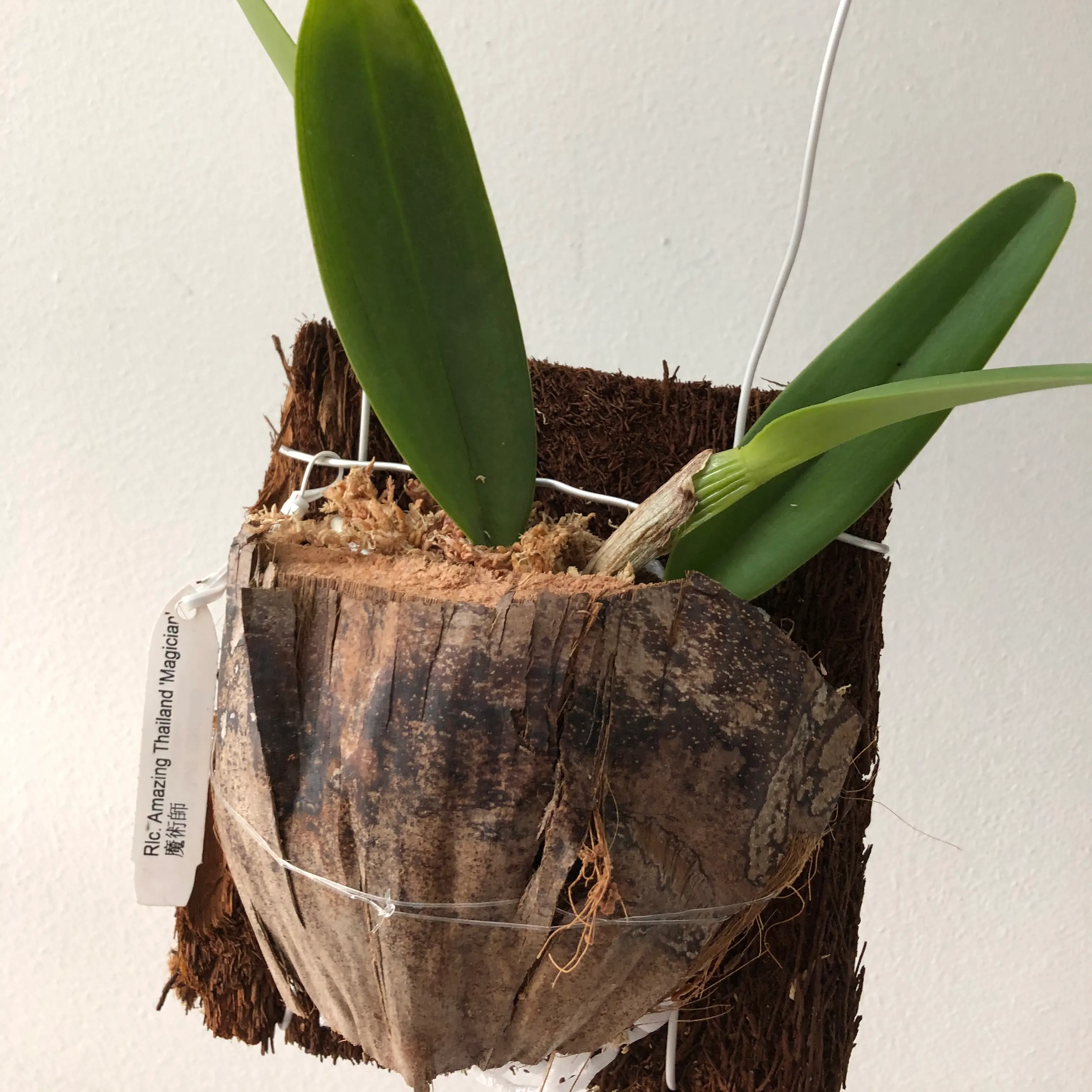 Plant care for Rhyncholaeliocattleya 'Green Fantasy Jamie' on Greg, the plant care app