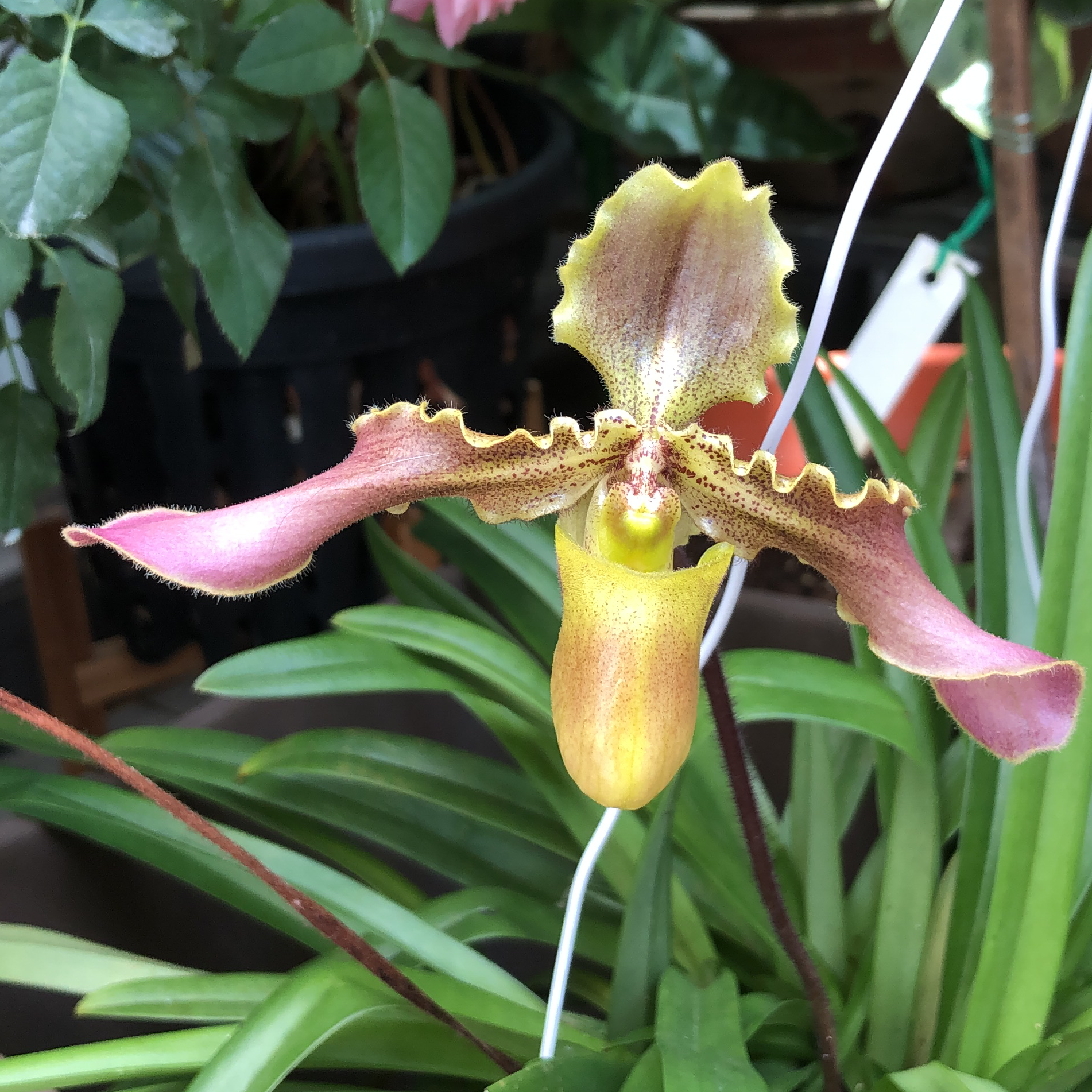 Photo of the plant species Slipper Orchid by @Sumisora named Paphiopedilum Hirsutissimum on Greg, the plant care app