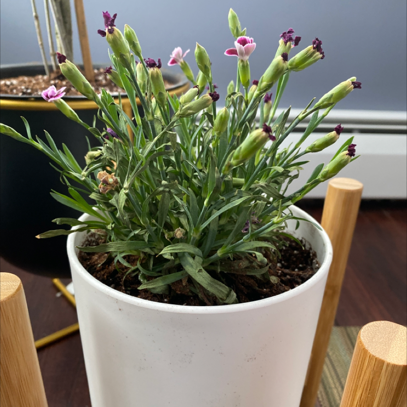 Potted Border Carnation plant with blooming flowers in a white pot.
