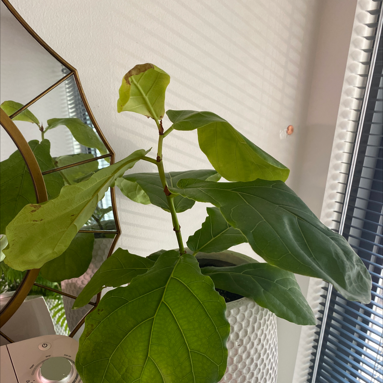 Fiddle Leaf Fig plant photo by @GreeninDC named Fidler on Greg, the plant care app.