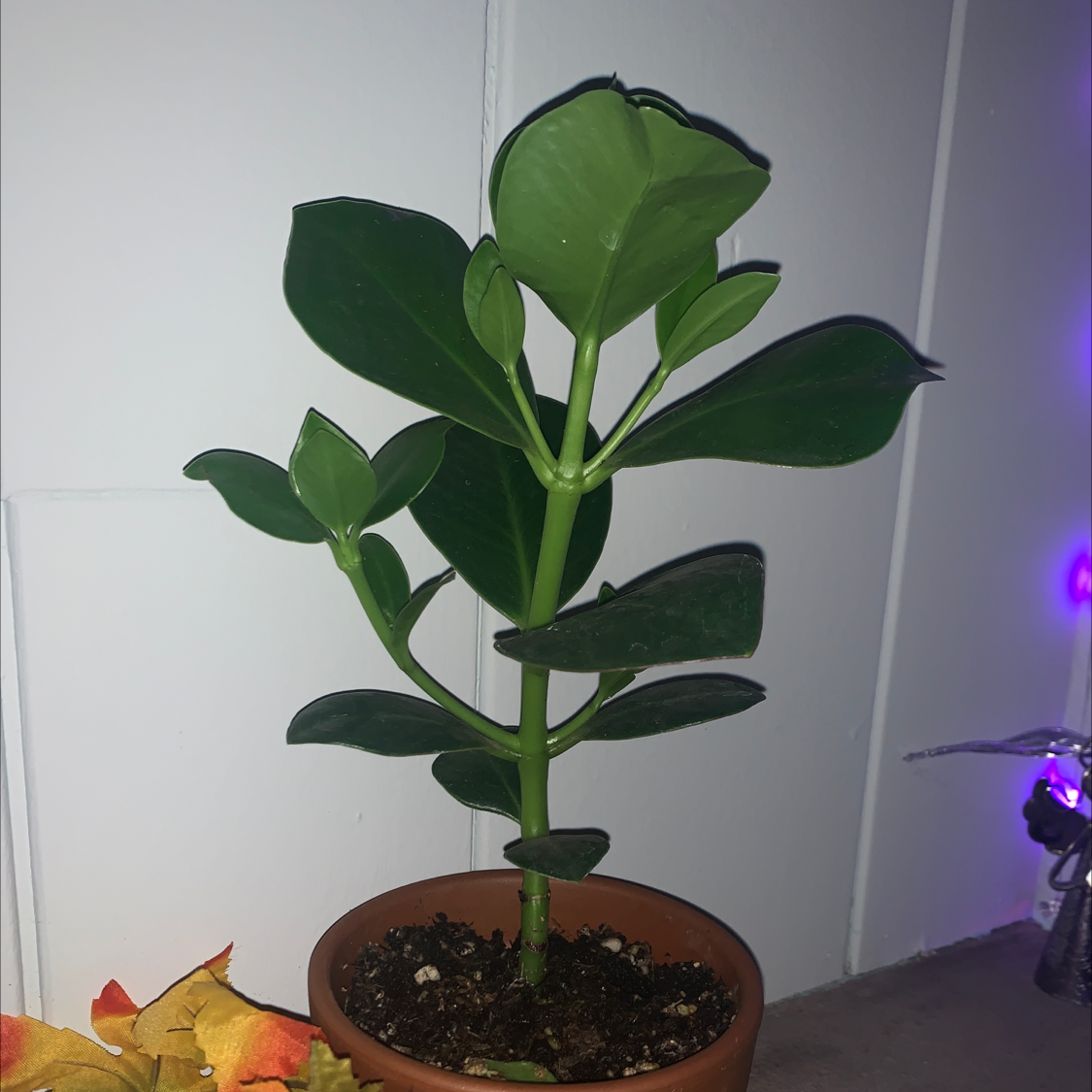 Photo of the plant species Philodendron 'Golden Princess' by Bella named Millie on Greg, the plant care app
