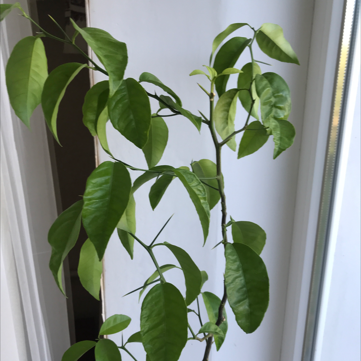 Makrut Lime plant with healthy green leaves, well-framed and in focus.