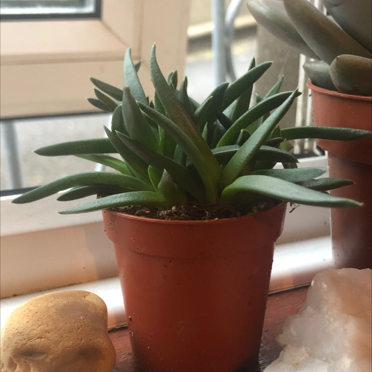 Potted Hottentot Fig plant with healthy, elongated leaves on a windowsill.
