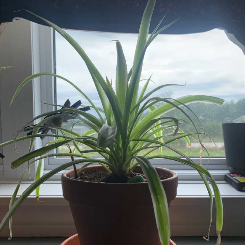 Spider Plant 'Variegatum’ plant photo by @nyki named Spider Plant #1 - Kylie on Greg, the plant care app.