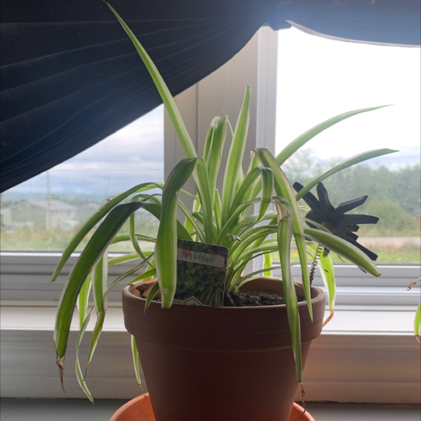 Spider Plant 'Variegatum’ plant photo by @nyki named Spider Plant #2 - Minogue on Greg, the plant care app.