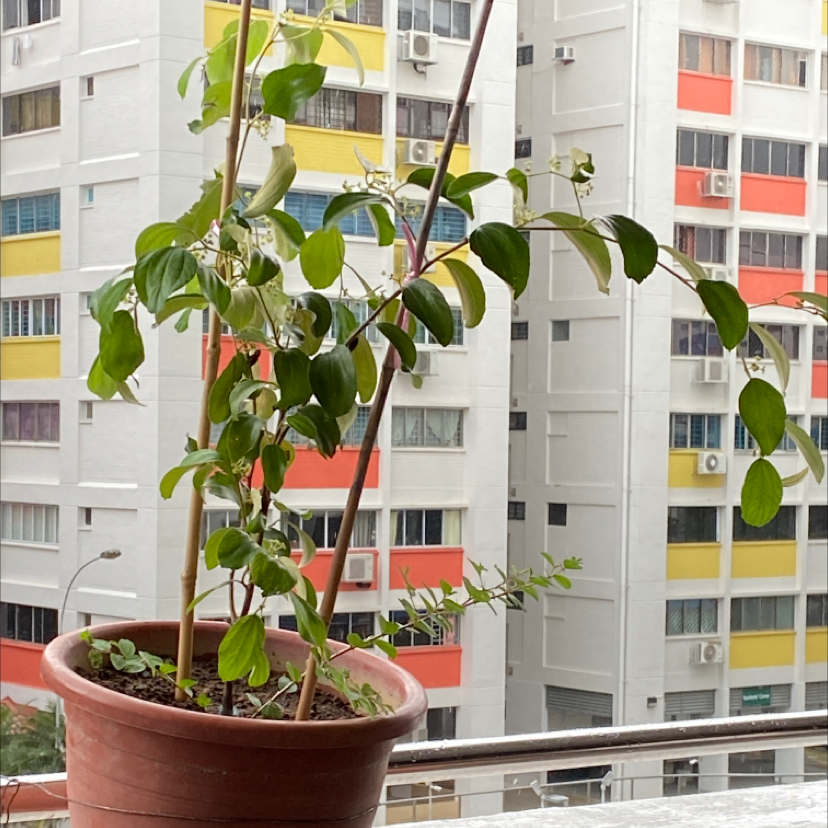 Potted Common Buckthorn plant on a balcony with buildings in the background.