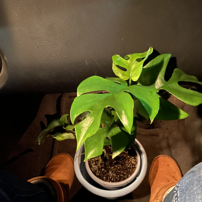 Monstera plant photo by @Nicoler named ChloroPhil on Greg, the plant care app.
