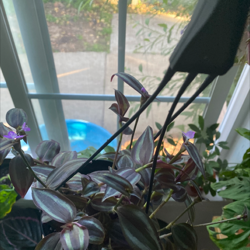 Spiderwort plant photo by @Nicoler named Your plant on Greg, the plant care app.
