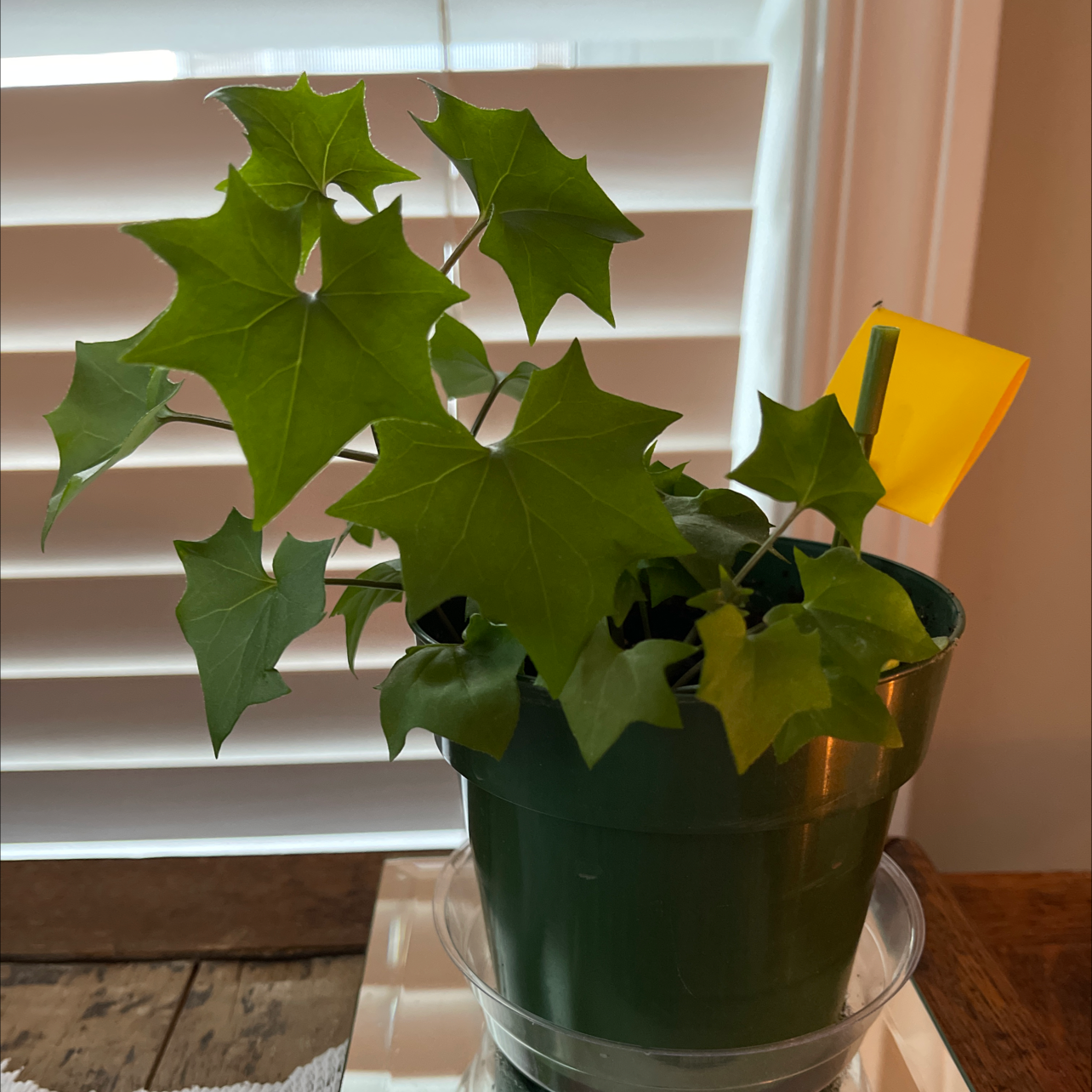 Cape Ivy plant in a green pot with vibrant green leaves, placed in front of a window with blinds.