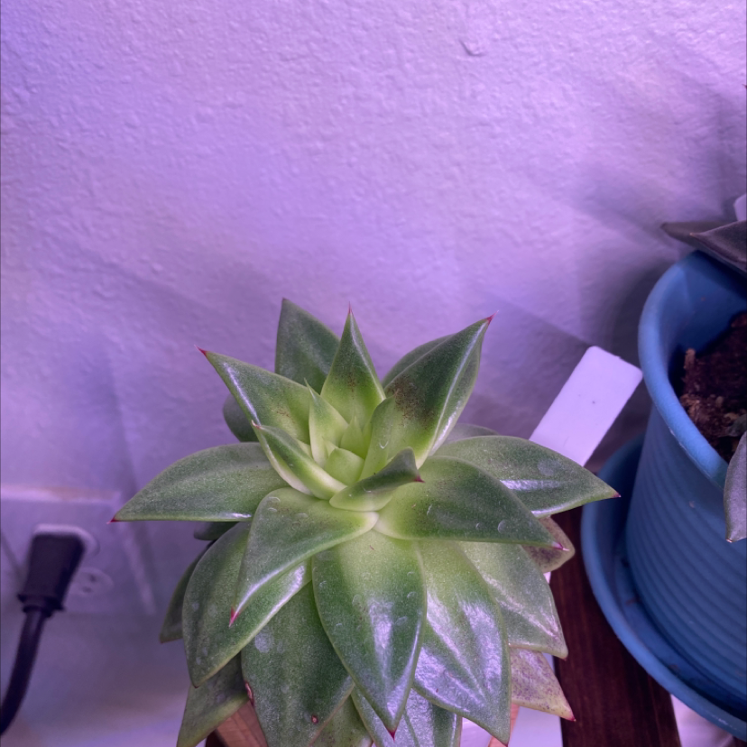 Photo of the plant species Echeveria Ebony by @Samijohanson named Echeveria Ebony on Greg, the plant care app