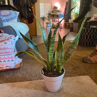 Snake Plant plant in McCall, Idaho