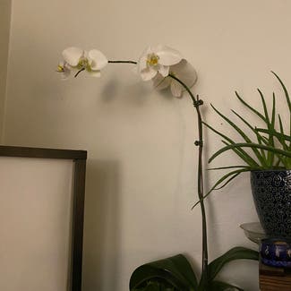 Phalaenopsis Orchid plant in McCall, Idaho