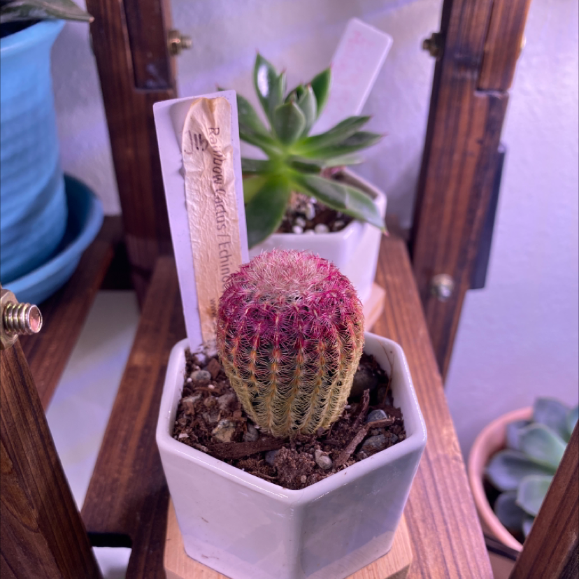 Photo of the plant species Arizona Rainbow Cactus by @Samijohanson named Rainbow Cactus on Greg, the plant care app