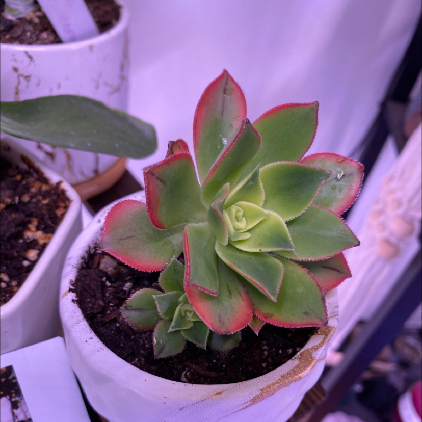 Aeonium 'Kiwi' succulent with green leaves and red edges in a white pot.