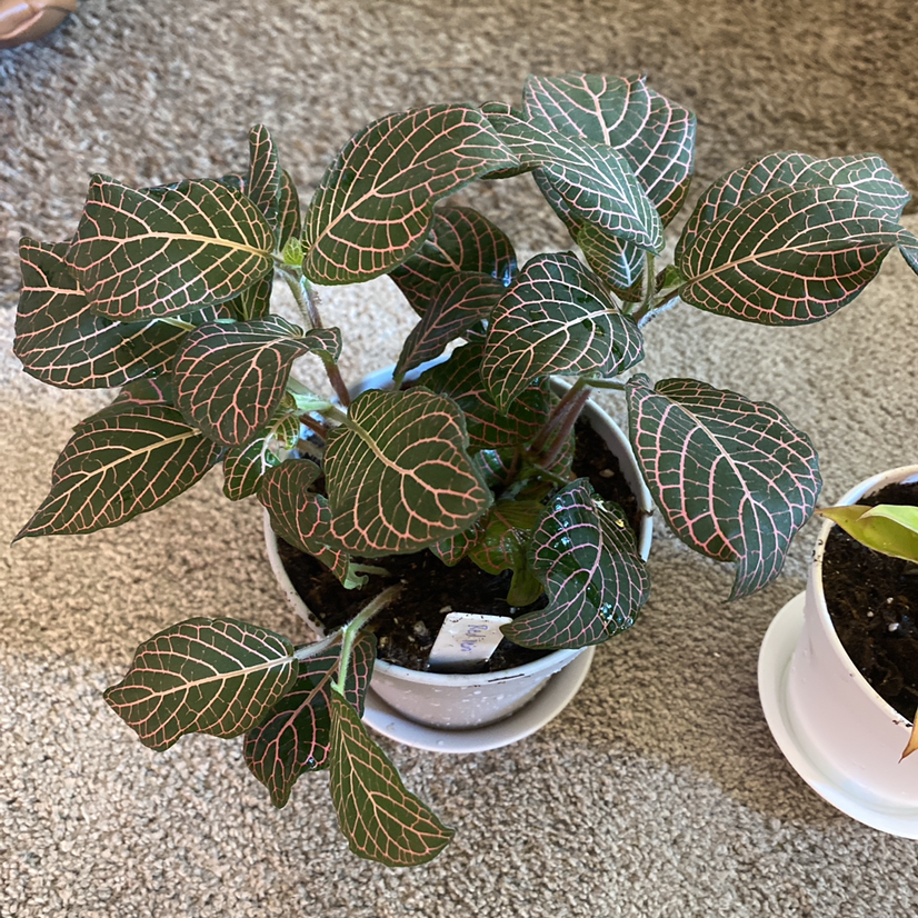 Nerve Plant plant photo by @Samijohanson named Fittonia Agryroneura on Greg, the plant care app.