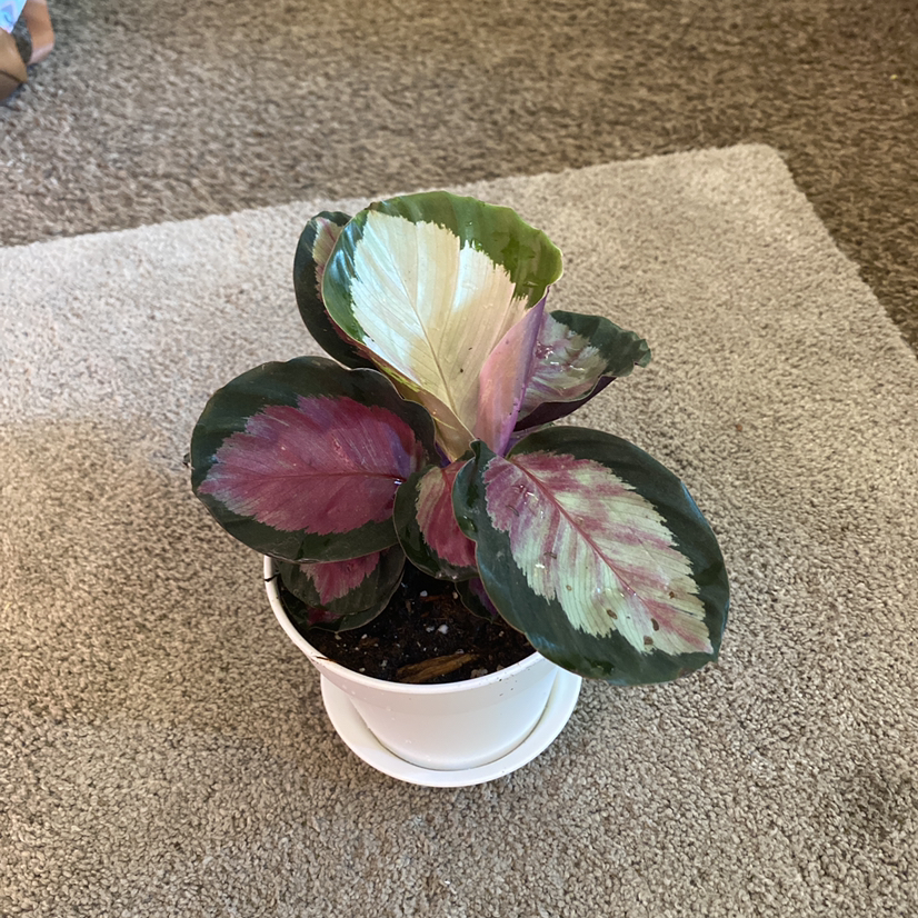 Rose Calathea plant photo by @Samijohanson named Calathea Rosey on Greg, the plant care app.