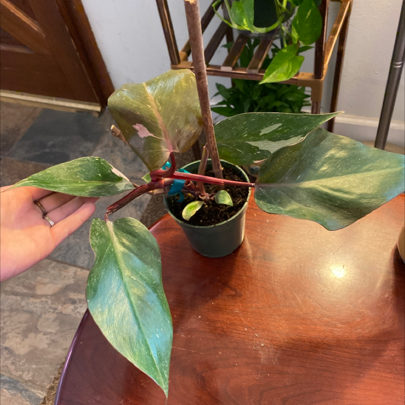 Pink Princess Philodendron plant photo by @Samijohanson named Philodendron Pink Princess on Greg, the plant care app.