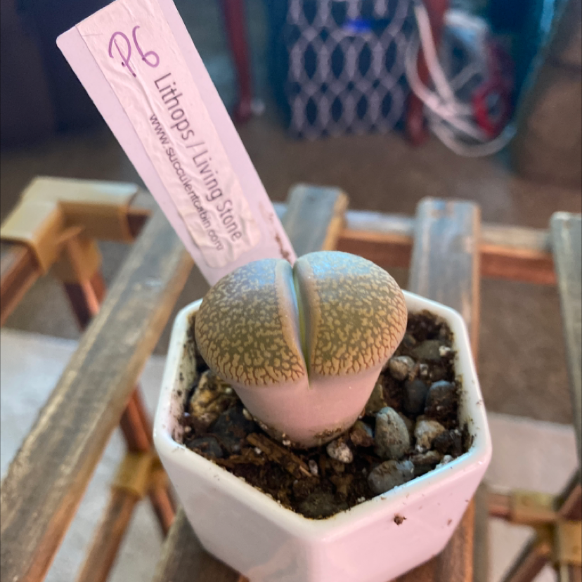 Photo of the plant species Living Stone by @Samijohanson named Lithops on Greg, the plant care app
