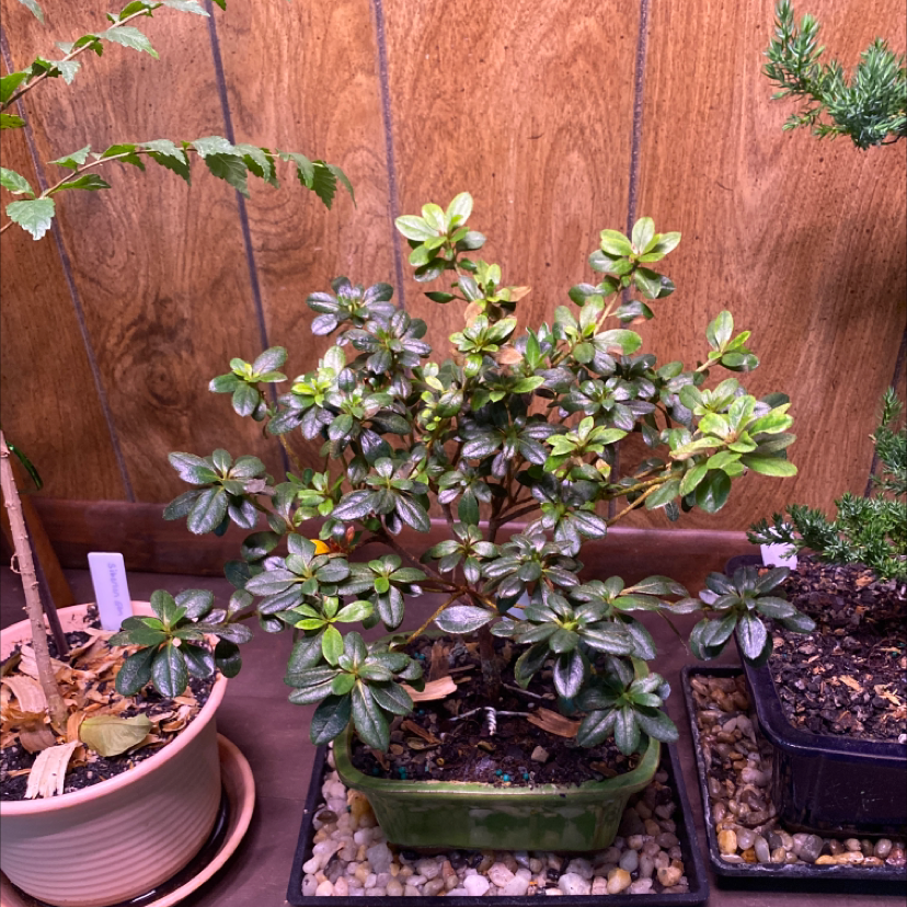 Photo of the plant species Satsuki by @Samijohanson named Bonsai Azalea on Greg, the plant care app
