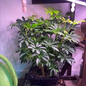 Dwarf Umbrella Tree plant photo by @Samijohanson named Bonsai Hawaiian Umbrella Tree on Greg, the plant care app.