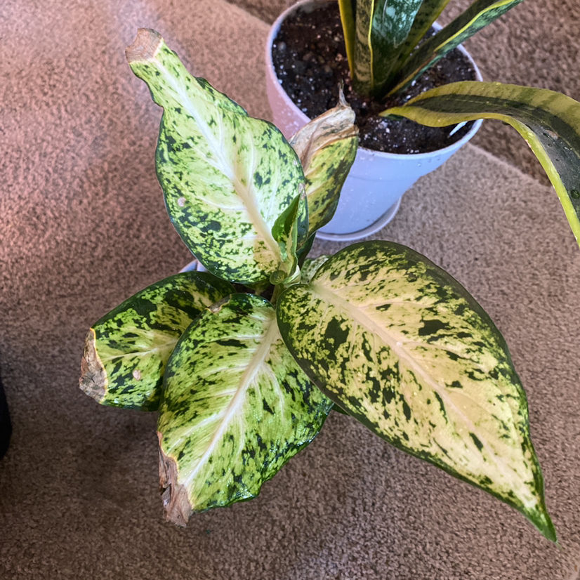 Dieffenbachia plant photo by @Samijohanson named Diaffenbachia Maculata on Greg, the plant care app.