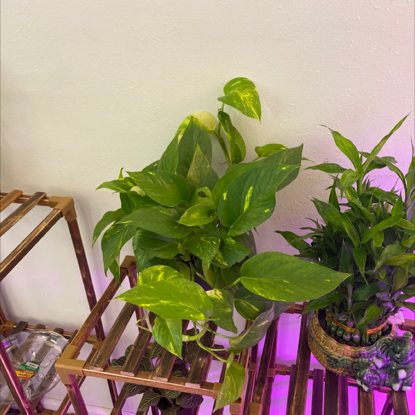 Taro Vine plant photo by @Samijohanson named Golden pothos Epiprenum Aureum on Greg, the plant care app.