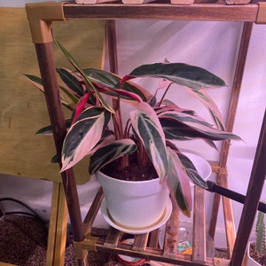 Triostar Stromanthe plant photo by @Samijohanson named Stromanthe Triostar on Greg, the plant care app.