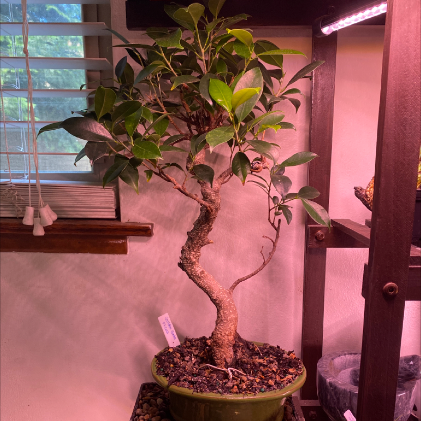 Golden Gate Ficus plant photo by @Samijohanson named Bonsai Golden Gate Ficus on Greg, the plant care app.