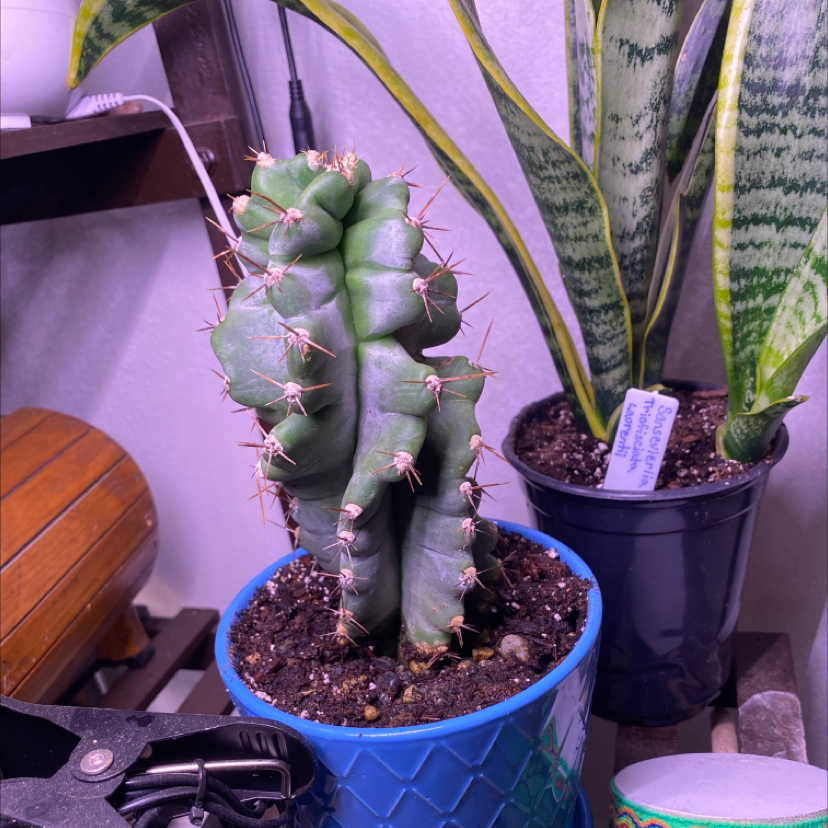 Spiral Cactus in a blue pot with another plant in the background.