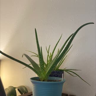 Aloe Vera plant in McCall, Idaho