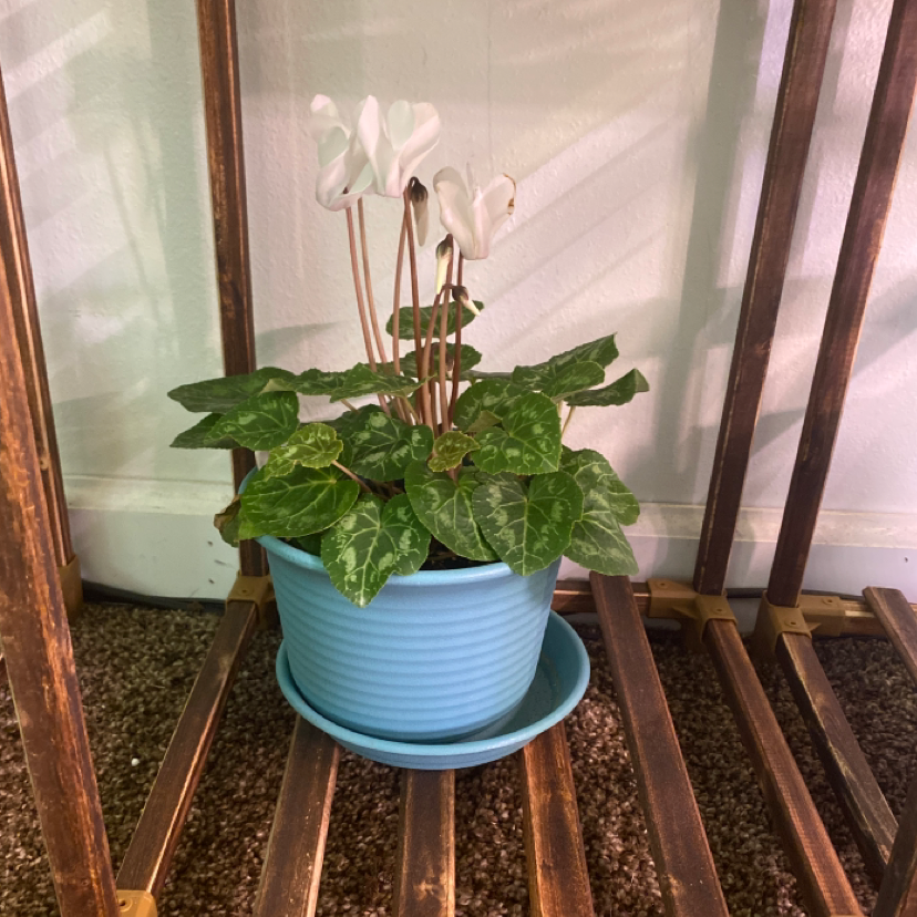 Persian Cyclamen plant photo by @Samijohanson named Persian cyclamen on Greg, the plant care app.