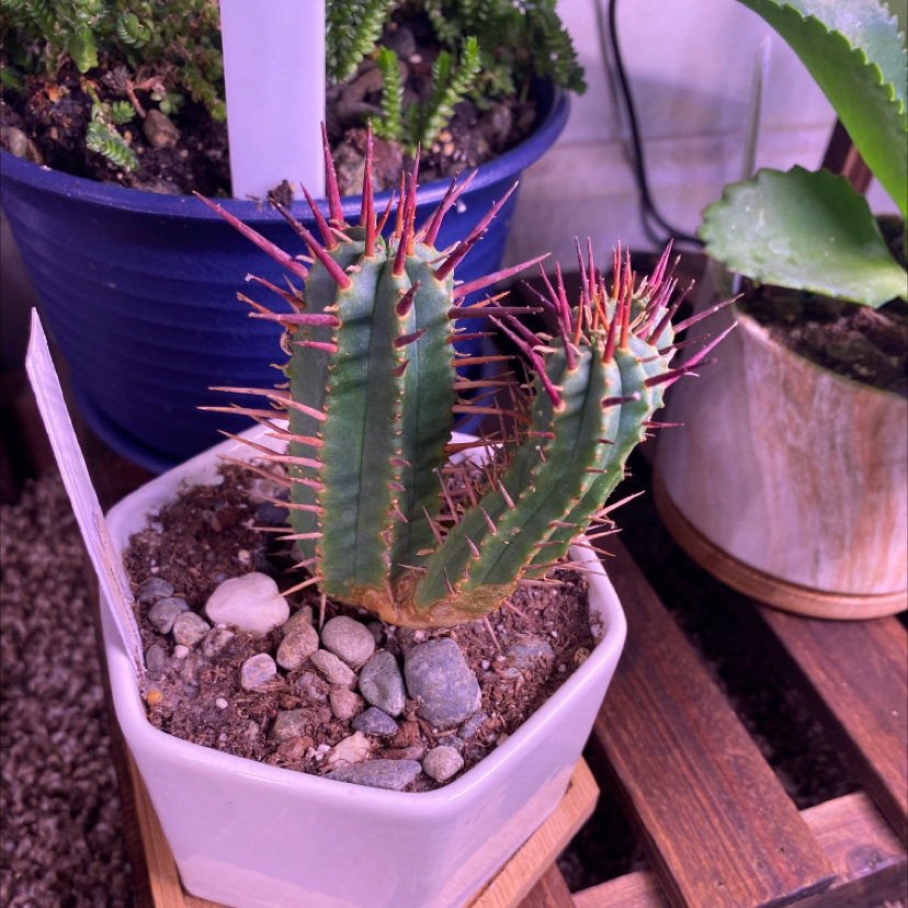 Euphorbia ferox plant in a small pot with visible soil and pebbles, appears healthy.