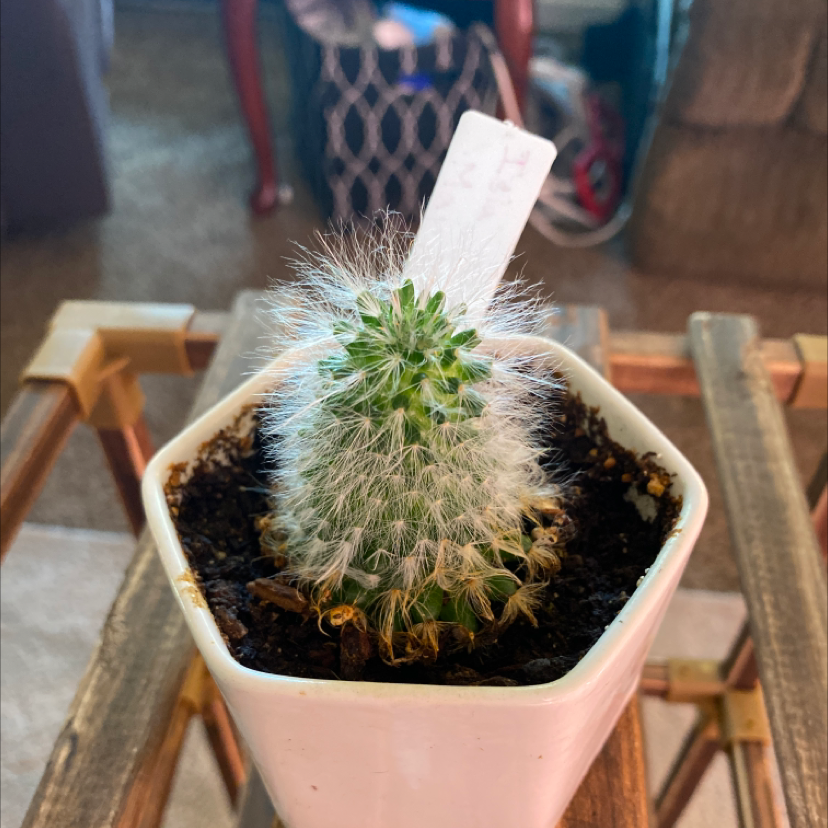 Photo of the plant species Isla Carmen Pincushion Cactus by @Samijohanson named Isla Carmen Cactus on Greg, the plant care app